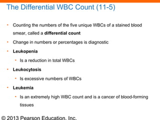 © 2013 Pearson Education, Inc.
The Differential WBC Count (11-5)
• Counting the numbers of the five unique WBCs of a stained blood
smear, called a differential count
• Change in numbers or percentages is diagnostic
• Leukopenia
• Is a reduction in total WBCs
• Leukocytosis
• Is excessive numbers of WBCs
• Leukemia
• Is an extremely high WBC count and is a cancer of blood-forming
tissues
 