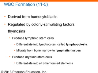 © 2013 Pearson Education, Inc.
WBC Formation (11-5)
• Derived from hemocytoblasts
• Regulated by colony-stimulating factors,
thymosins
• Produce lymphoid stem cells
• Differentiate into lymphocytes, called lymphopoiesis
• Migrate from bone marrow to lymphatic tissues
• Produce myeloid stem cells
• Differentiate into all other formed elements
 