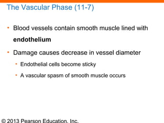 © 2013 Pearson Education, Inc.
The Vascular Phase (11-7)
• Blood vessels contain smooth muscle lined with
endothelium
• Damage causes decrease in vessel diameter
• Endothelial cells become sticky
• A vascular spasm of smooth muscle occurs
 