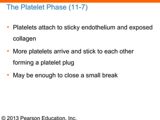 © 2013 Pearson Education, Inc.
The Platelet Phase (11-7)
• Platelets attach to sticky endothelium and exposed
collagen
• More platelets arrive and stick to each other
forming a platelet plug
• May be enough to close a small break
 