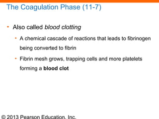 © 2013 Pearson Education, Inc.
The Coagulation Phase (11-7)
• Also called blood clotting
• A chemical cascade of reactions that leads to fibrinogen
being converted to fibrin
• Fibrin mesh grows, trapping cells and more platelets
forming a blood clot
 