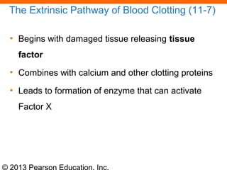 © 2013 Pearson Education, Inc.
The Extrinsic Pathway of Blood Clotting (11-7)
• Begins with damaged tissue releasing tissue
factor
• Combines with calcium and other clotting proteins
• Leads to formation of enzyme that can activate
Factor X
 