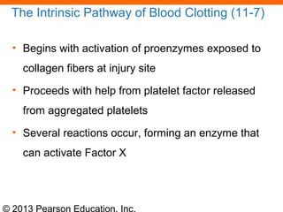 © 2013 Pearson Education, Inc.
The Intrinsic Pathway of Blood Clotting (11-7)
• Begins with activation of proenzymes exposed to
collagen fibers at injury site
• Proceeds with help from platelet factor released
from aggregated platelets
• Several reactions occur, forming an enzyme that
can activate Factor X
 