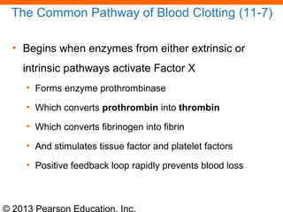 © 2013 Pearson Education, Inc.
The Common Pathway of Blood Clotting (11-7)
• Begins when enzymes from either extrinsic or
intrinsic pathways activate Factor X
• Forms enzyme prothrombinase
• Which converts prothrombin into thrombin
• Which converts fibrinogen into fibrin
• And stimulates tissue factor and platelet factors
• Positive feedback loop rapidly prevents blood loss
 