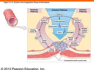 © 2013 Pearson Education, Inc.
Figure 11-11 Events in the Coagulation Phase of Hemostasis.
Extrinsic
Pathway
Common Pathway Intrinsic
Pathway
Factor X
Prothrombinase
Prothrombin Thrombin
Factor X
activator
Clotting
Factor VII
Factor X
activator
Multiple
clotting
factorsFibrin Fibrinogen
Platelet
factor
Activated
proenzymes
Tissue
damage
Tissue
factors
Contracted smooth muscle cells
 