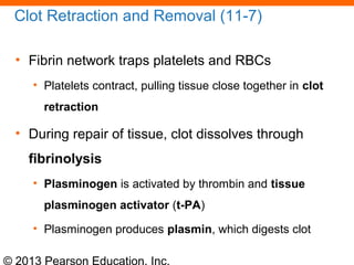 © 2013 Pearson Education, Inc.
Clot Retraction and Removal (11-7)
• Fibrin network traps platelets and RBCs
• Platelets contract, pulling tissue close together in clot
retraction
• During repair of tissue, clot dissolves through
fibrinolysis
• Plasminogen is activated by thrombin and tissue
plasminogen activator (t-PA)
• Plasminogen produces plasmin, which digests clot
 