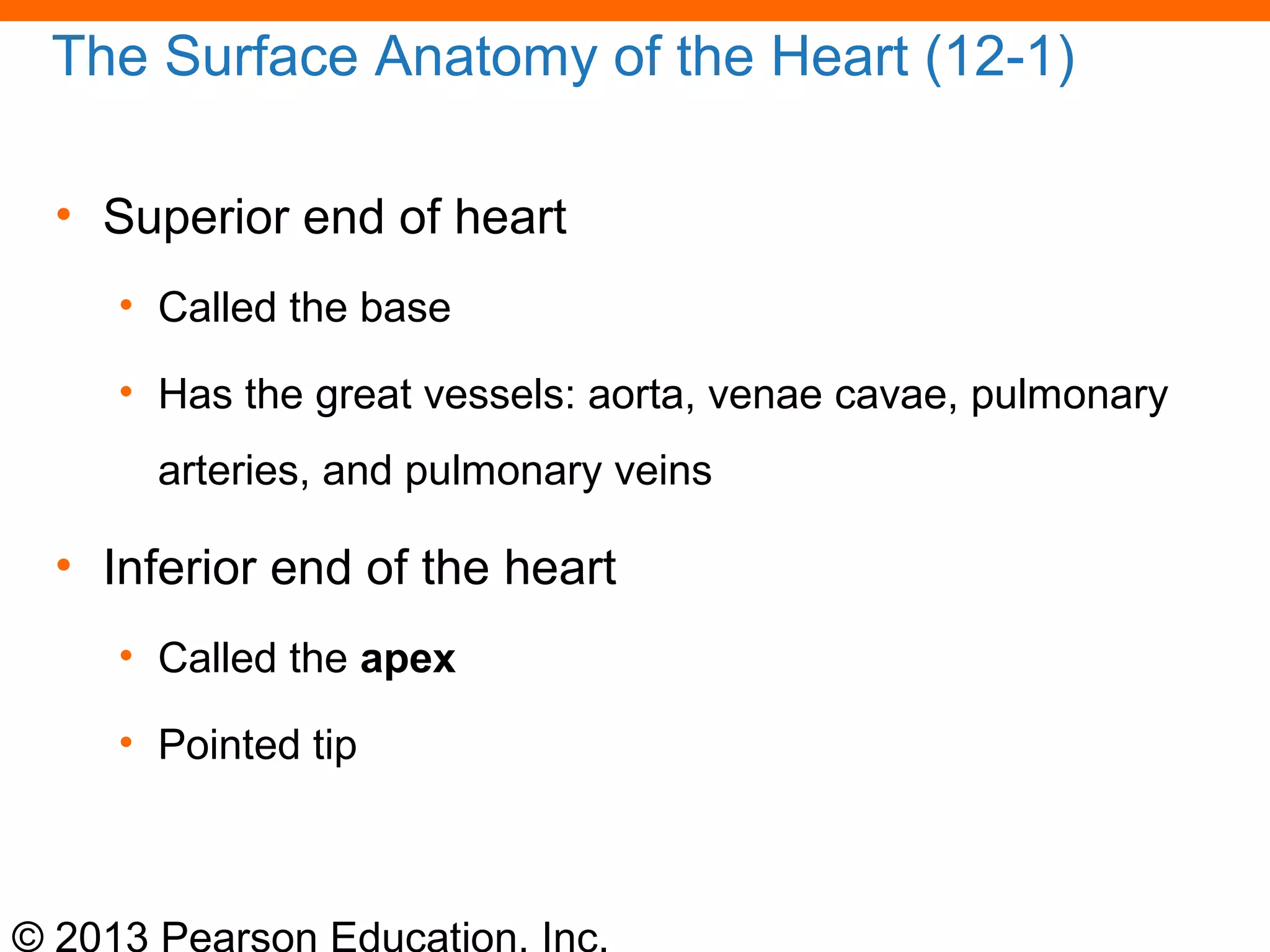 © 2013 Pearson Education, Inc.
The Surface Anatomy of the Heart (12-1)
• Superior end of heart
• Called the base
• Has the great vessels: aorta, venae cavae, pulmonary
arteries, and pulmonary veins
• Inferior end of the heart
• Called the apex
• Pointed tip
 