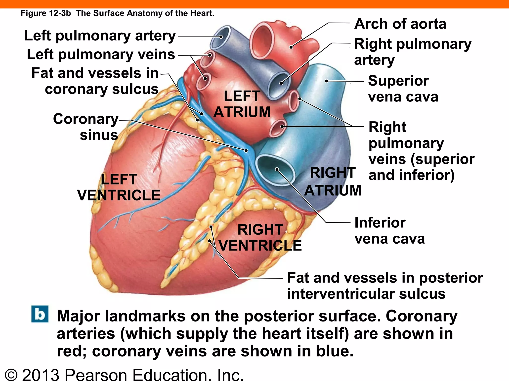 © 2013 Pearson Education, Inc.
Left pulmonary artery
Left pulmonary veins
Fat and vessels in
coronary sulcus
Coronary
sinus
LEFT
VENTRICLE
RIGHT
VENTRICLE
LEFT
ATRIUM
Right pulmonary
artery
Superior
vena cava
Right
pulmonary
veins (superior
and inferior)
Inferior
vena cava
Fat and vessels in posterior
interventricular sulcus
Major landmarks on the posterior surface. Coronary
arteries (which supply the heart itself) are shown in
red; coronary veins are shown in blue.
RIGHT
ATRIUM
Arch of aorta
Figure 12-3b The Surface Anatomy of the Heart.
 