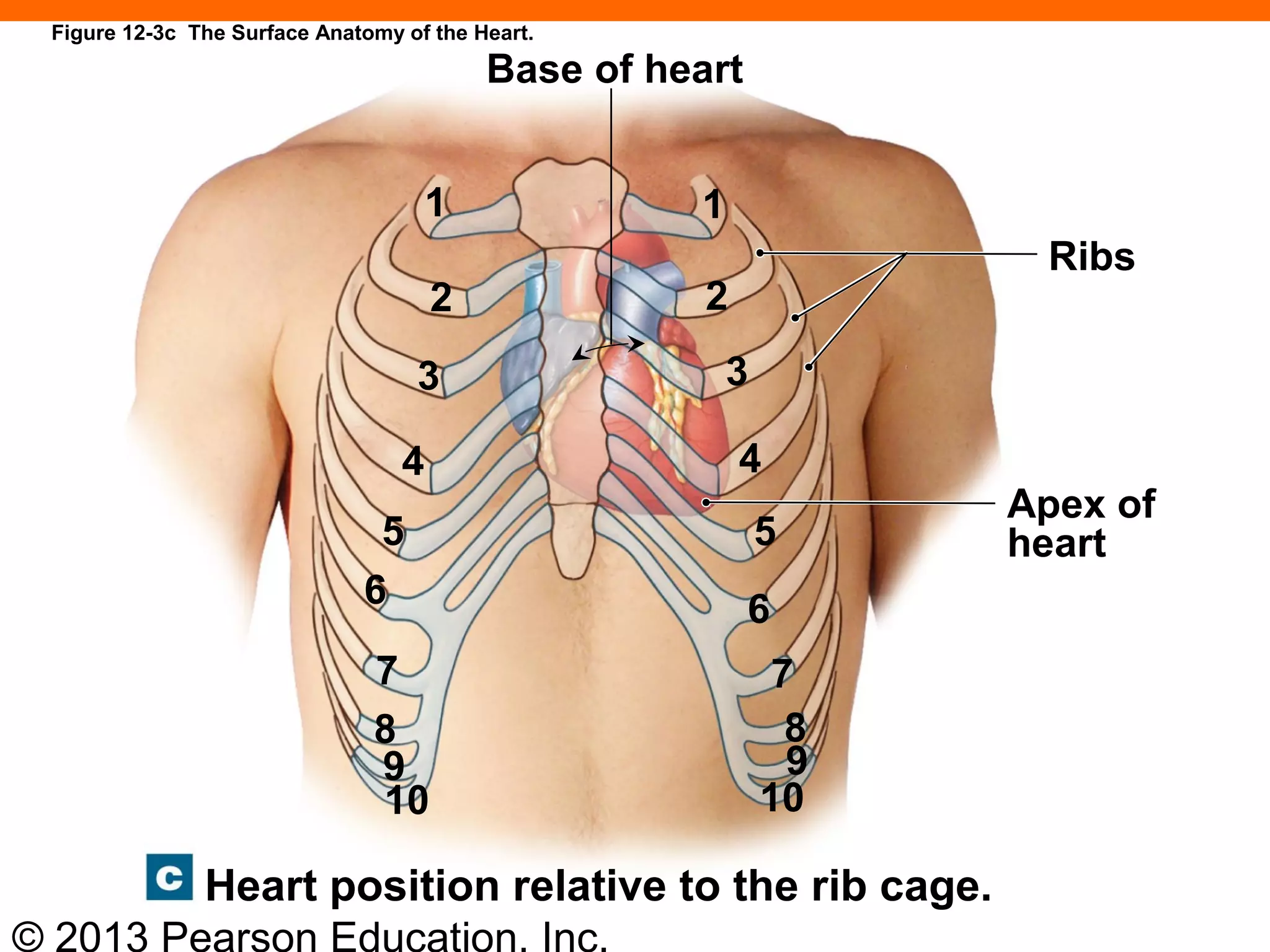 © 2013 Pearson Education, Inc.
Figure 12-3c The Surface Anatomy of the Heart.
Base of heart
Ribs
Apex of
heart
Heart position relative to the rib cage.
1
2
3
4
5
6
7
8
9
10
1
2
3
4
5
6
7
8
9
10
 