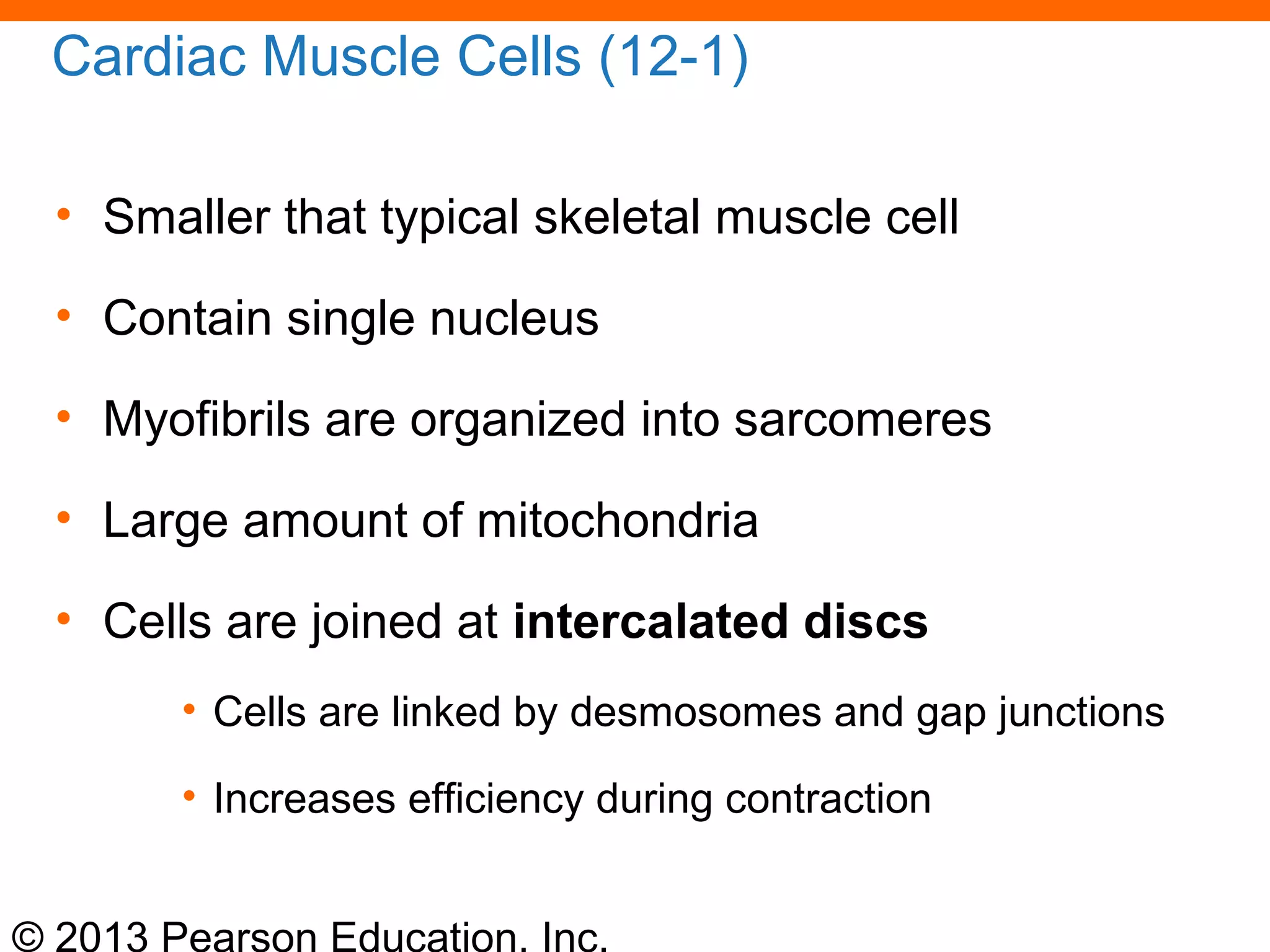 © 2013 Pearson Education, Inc.
Cardiac Muscle Cells (12-1)
• Smaller that typical skeletal muscle cell
• Contain single nucleus
• Myofibrils are organized into sarcomeres
• Large amount of mitochondria
• Cells are joined at intercalated discs
• Cells are linked by desmosomes and gap junctions
• Increases efficiency during contraction
 