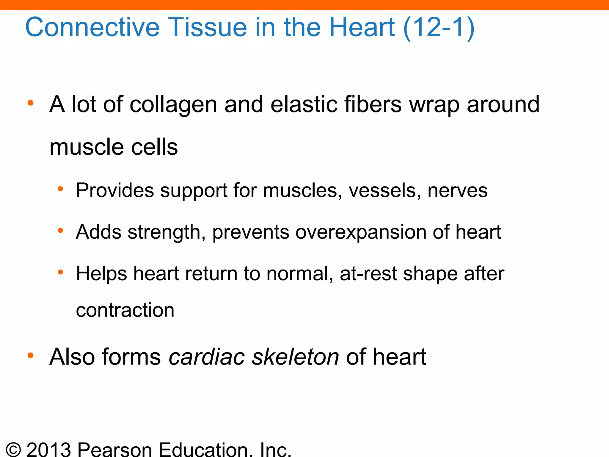 © 2013 Pearson Education, Inc.
Connective Tissue in the Heart (12-1)
• A lot of collagen and elastic fibers wrap around
muscle cells
• Provides support for muscles, vessels, nerves
• Adds strength, prevents overexpansion of heart
• Helps heart return to normal, at-rest shape after
contraction
• Also forms cardiac skeleton of heart
 