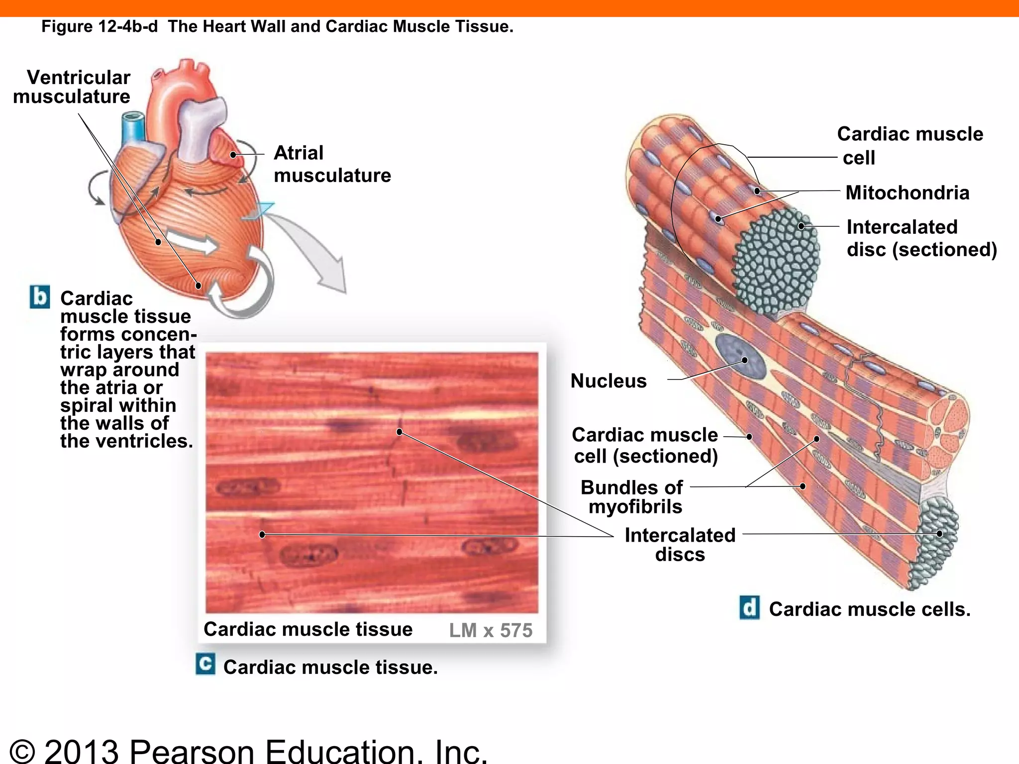 © 2013 Pearson Education, Inc.
Figure 12-4b-d The Heart Wall and Cardiac Muscle Tissue.
Nucleus
Cardiac muscle
cell (sectioned)
Bundles of
myofibrils
Intercalated
discs
Cardiac muscle
cell
Mitochondria
Intercalated
disc (sectioned)
Atrial
musculature
Ventricular
musculature
Cardiac
muscle tissue
forms concen-
tric layers that
wrap around
the atria or
spiral within
the walls of
the ventricles.
Cardiac muscle tissue
Cardiac muscle tissue.
Cardiac muscle cells.
LM x 575
 