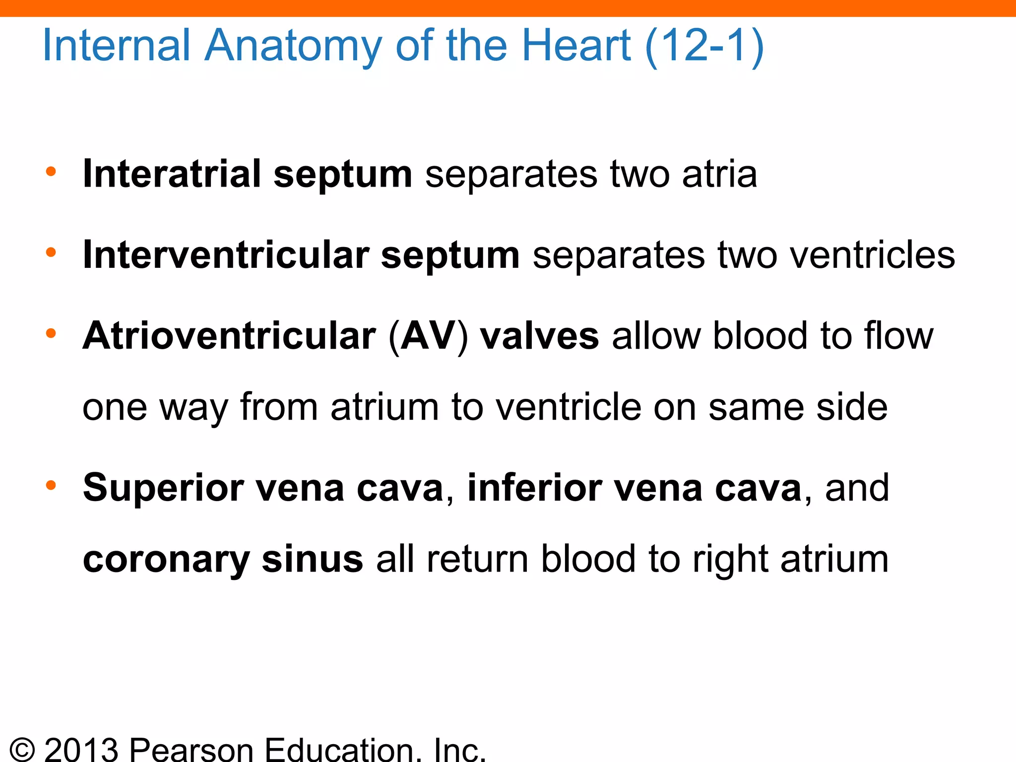 © 2013 Pearson Education, Inc.
Internal Anatomy of the Heart (12-1)
• Interatrial septum separates two atria
• Interventricular septum separates two ventricles
• Atrioventricular (AV) valves allow blood to flow
one way from atrium to ventricle on same side
• Superior vena cava, inferior vena cava, and
coronary sinus all return blood to right atrium
 