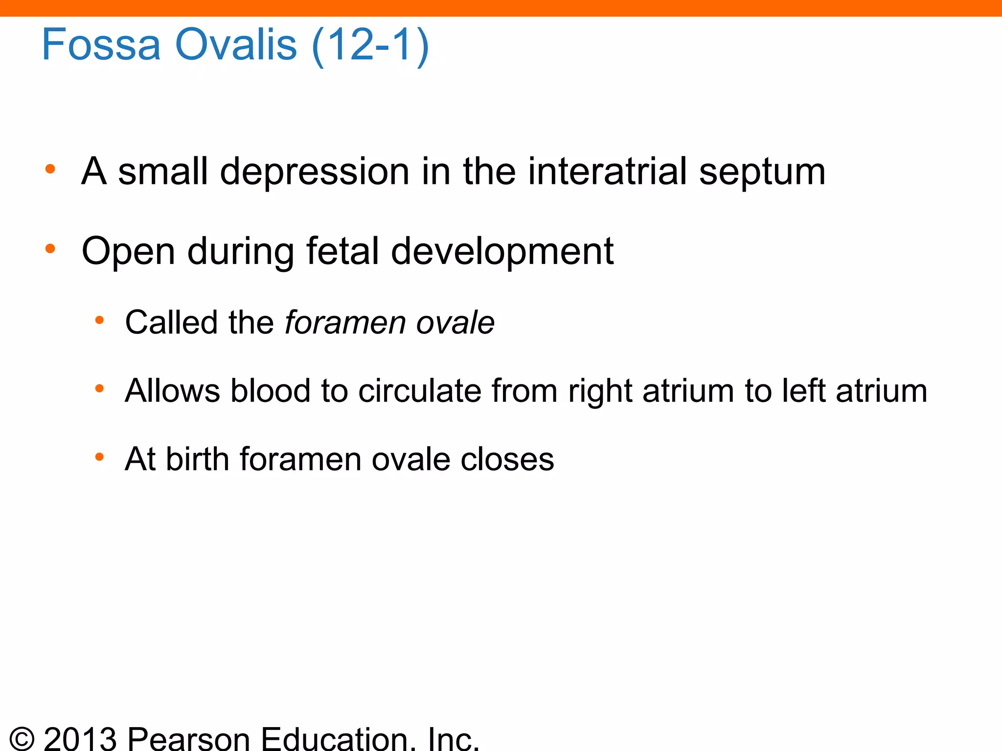 © 2013 Pearson Education, Inc.
Fossa Ovalis (12-1)
• A small depression in the interatrial septum
• Open during fetal development
• Called the foramen ovale
• Allows blood to circulate from right atrium to left atrium
• At birth foramen ovale closes
 
