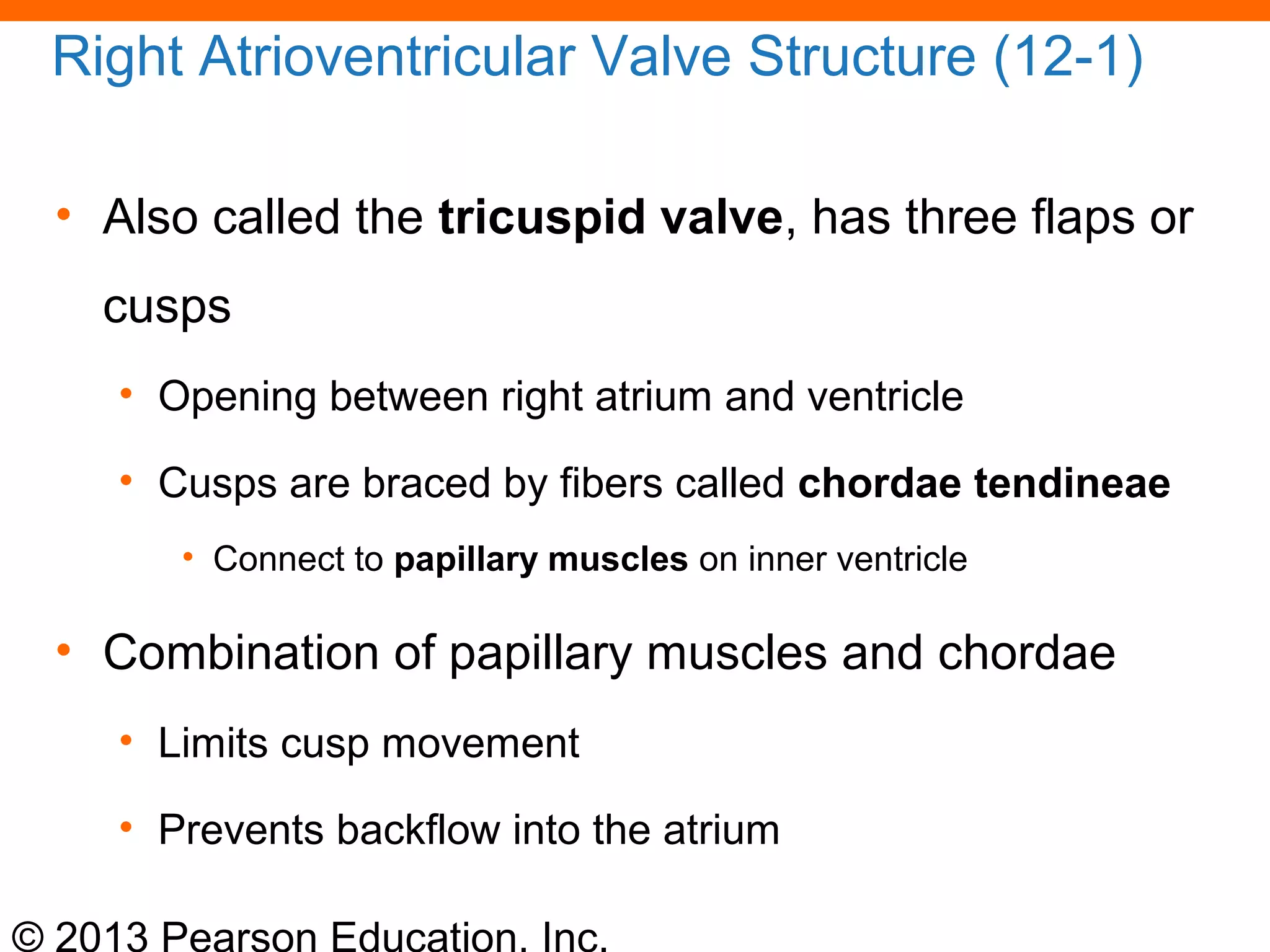 © 2013 Pearson Education, Inc.
Right Atrioventricular Valve Structure (12-1)
• Also called the tricuspid valve, has three flaps or
cusps
• Opening between right atrium and ventricle
• Cusps are braced by fibers called chordae tendineae
• Connect to papillary muscles on inner ventricle
• Combination of papillary muscles and chordae
• Limits cusp movement
• Prevents backflow into the atrium
 
