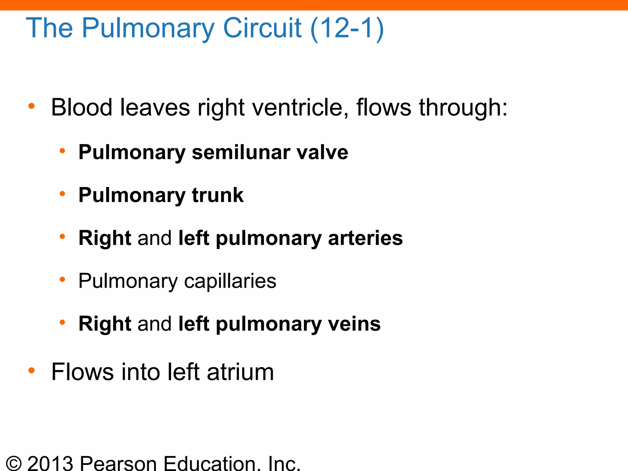 © 2013 Pearson Education, Inc.
The Pulmonary Circuit (12-1)
• Blood leaves right ventricle, flows through:
• Pulmonary semilunar valve
• Pulmonary trunk
• Right and left pulmonary arteries
• Pulmonary capillaries
• Right and left pulmonary veins
• Flows into left atrium
 
