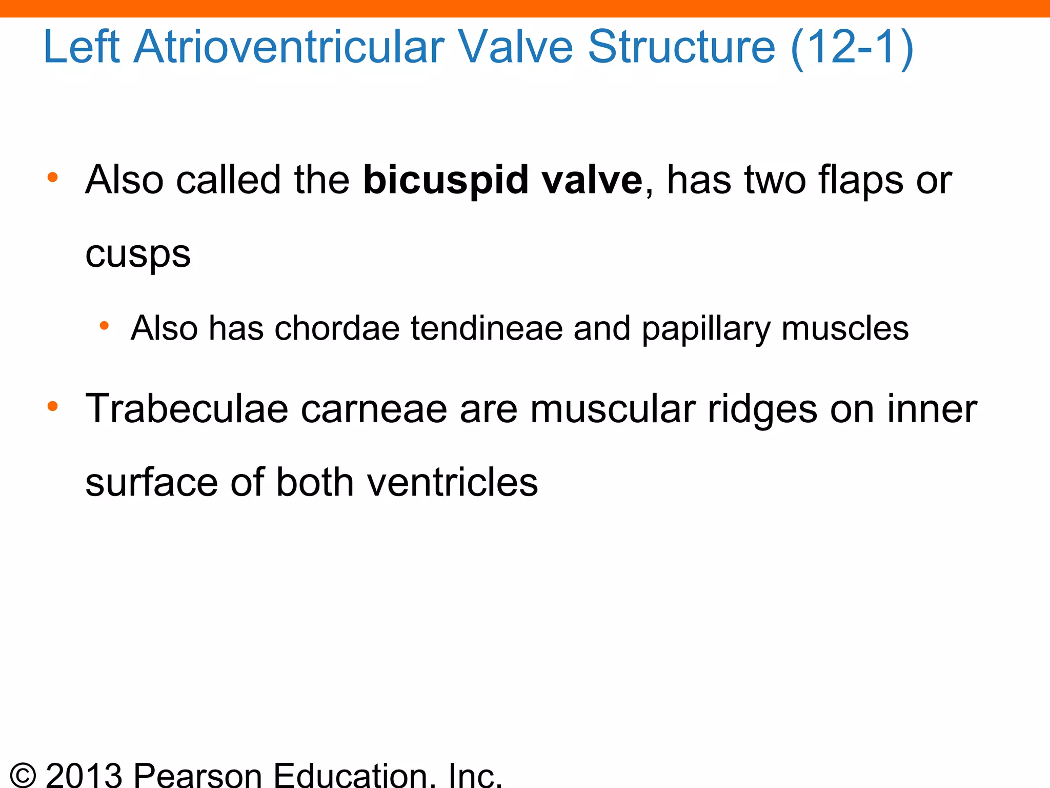 © 2013 Pearson Education, Inc.
Left Atrioventricular Valve Structure (12-1)
• Also called the bicuspid valve, has two flaps or
cusps
• Also has chordae tendineae and papillary muscles
• Trabeculae carneae are muscular ridges on inner
surface of both ventricles
 