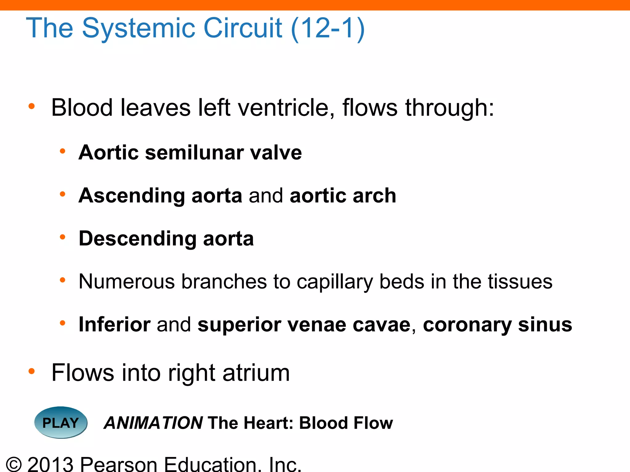 © 2013 Pearson Education, Inc.
The Systemic Circuit (12-1)
• Blood leaves left ventricle, flows through:
• Aortic semilunar valve
• Ascending aorta and aortic arch
• Descending aorta
• Numerous branches to capillary beds in the tissues
• Inferior and superior venae cavae, coronary sinus
• Flows into right atrium
PLAYPLAY ANIMATION The Heart: Blood Flow
 