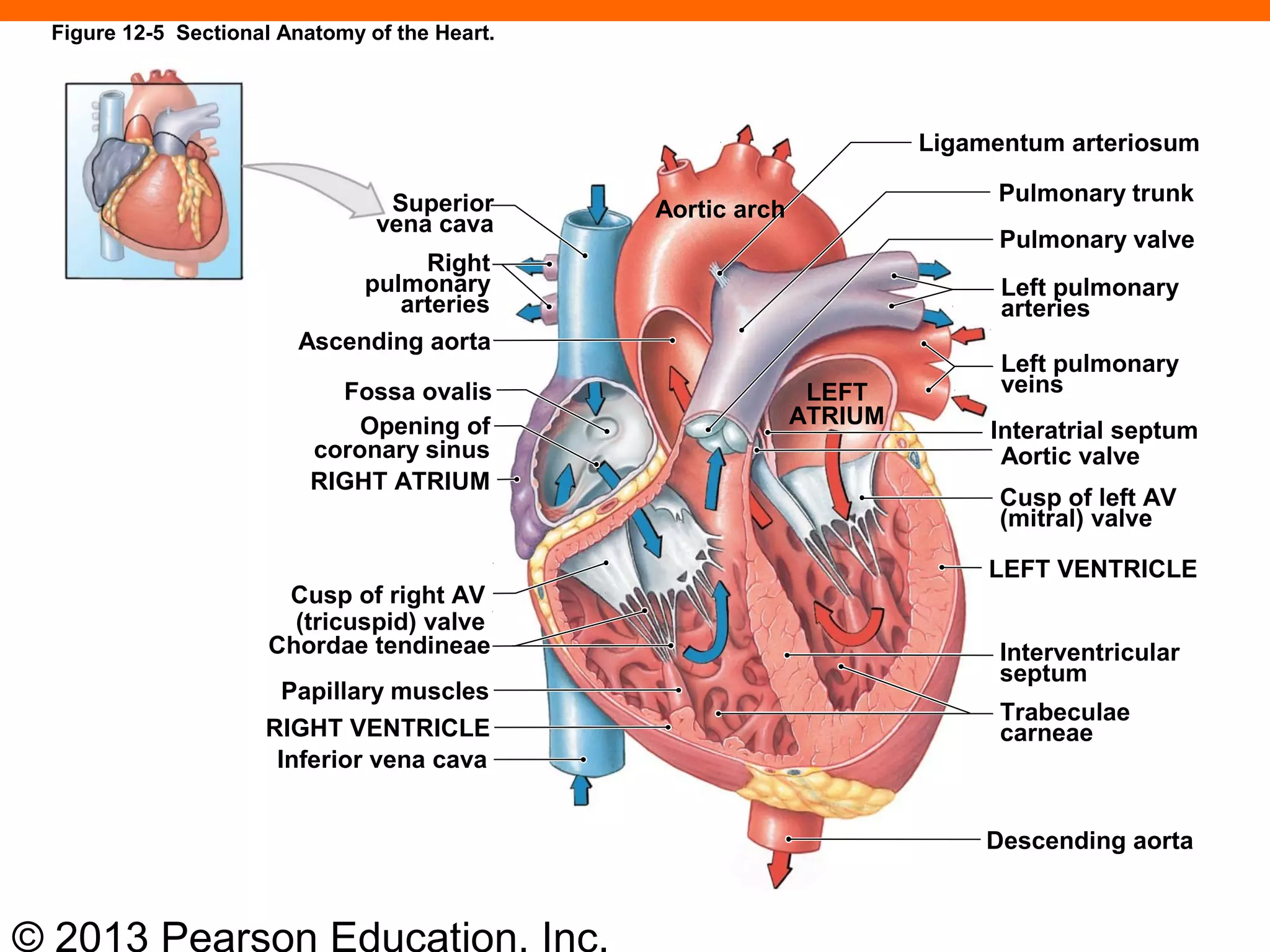 © 2013 Pearson Education, Inc.
LEFT
ATRIUM
Ligamentum arteriosum
Pulmonary trunk
Pulmonary valve
Left pulmonary
arteries
Left pulmonary
veins
Interatrial septum
Aortic valve
Cusp of left AV
(mitral) valve
LEFT VENTRICLE
Interventricular
septum
Trabeculae
carneae
Descending aorta
Superior
vena cava
Right
pulmonary
arteries
Ascending aorta
Fossa ovalis
Opening of
coronary sinus
RIGHT ATRIUM
Cusp of right AV
(tricuspid) valve
Chordae tendineae
Papillary muscles
RIGHT VENTRICLE
Inferior vena cava
Aortic arch
Figure 12-5 Sectional Anatomy of the Heart.
 
