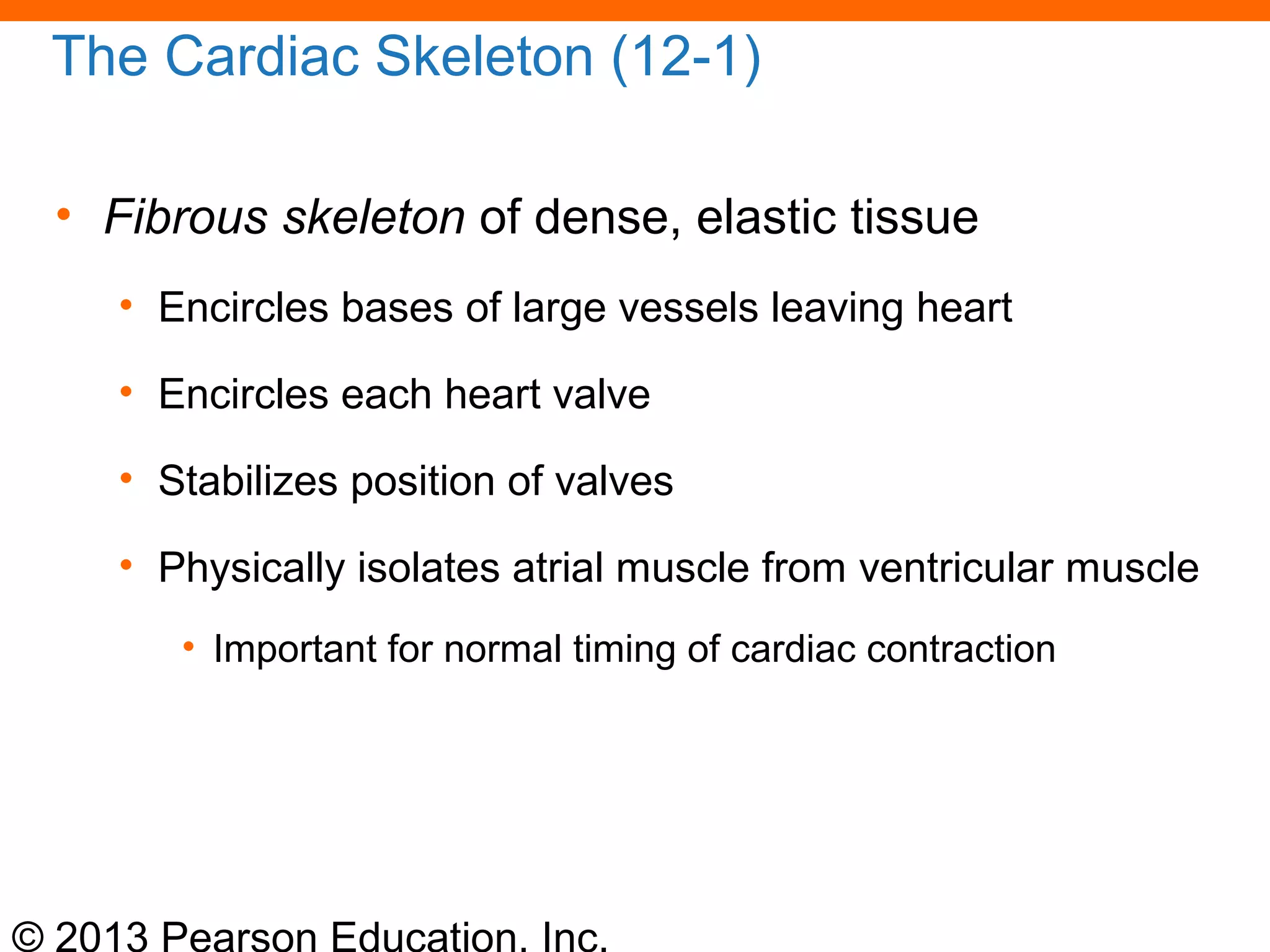 © 2013 Pearson Education, Inc.
The Cardiac Skeleton (12-1)
• Fibrous skeleton of dense, elastic tissue
• Encircles bases of large vessels leaving heart
• Encircles each heart valve
• Stabilizes position of valves
• Physically isolates atrial muscle from ventricular muscle
• Important for normal timing of cardiac contraction
 