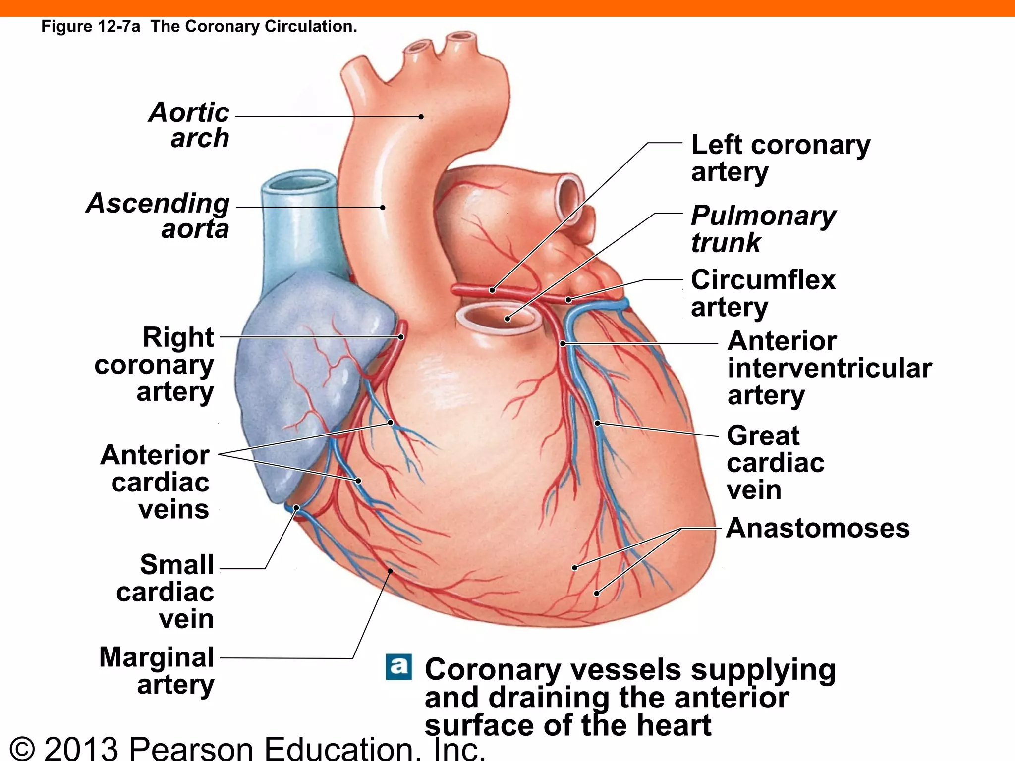 © 2013 Pearson Education, Inc.
Figure 12-7a The Coronary Circulation.
Aortic
arch
Ascending
aorta
Right
coronary
artery
Anterior
cardiac
veins
Small
cardiac
vein
Marginal
artery Coronary vessels supplying
and draining the anterior
surface of the heart
Anastomoses
Great
cardiac
vein
Anterior
interventricular
artery
Circumflex
artery
Pulmonary
trunk
Left coronary
artery
 
