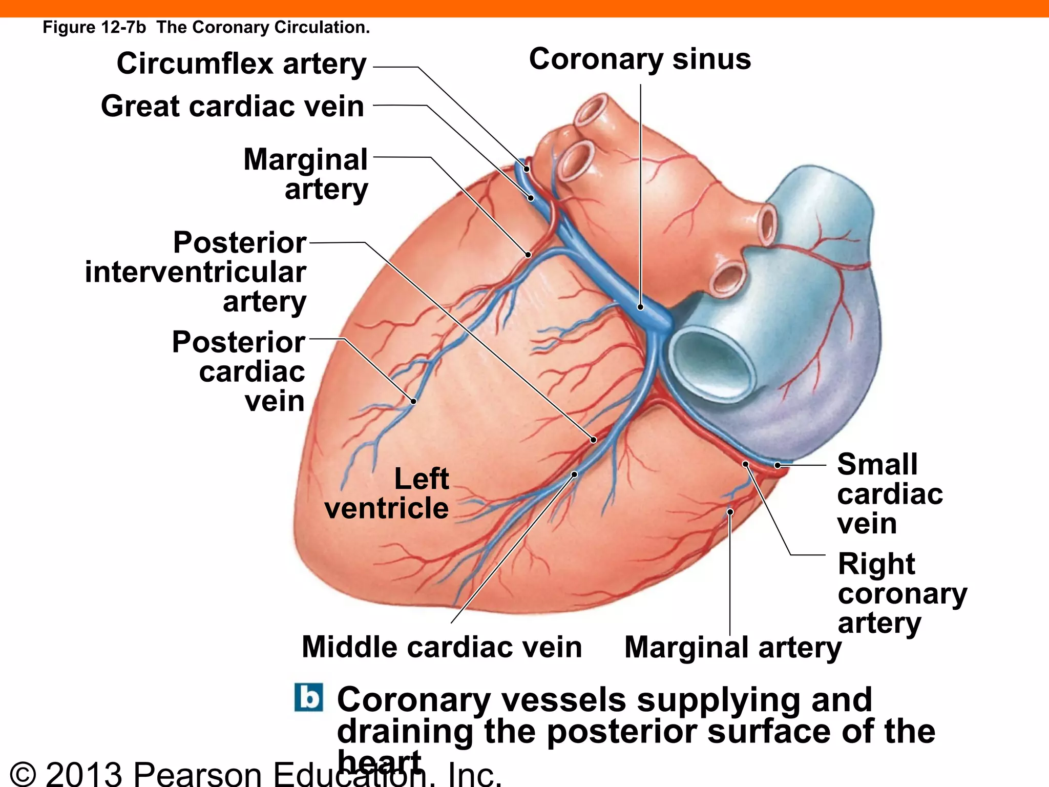 © 2013 Pearson Education, Inc.
Figure 12-7b The Coronary Circulation.
Circumflex artery
Great cardiac vein
Marginal
artery
Posterior
interventricular
artery
Posterior
cardiac
vein
Left
ventricle
Small
cardiac
vein
Coronary sinus
Right
coronary
artery
Marginal arteryMiddle cardiac vein
Coronary vessels supplying and
draining the posterior surface of the
heart
 