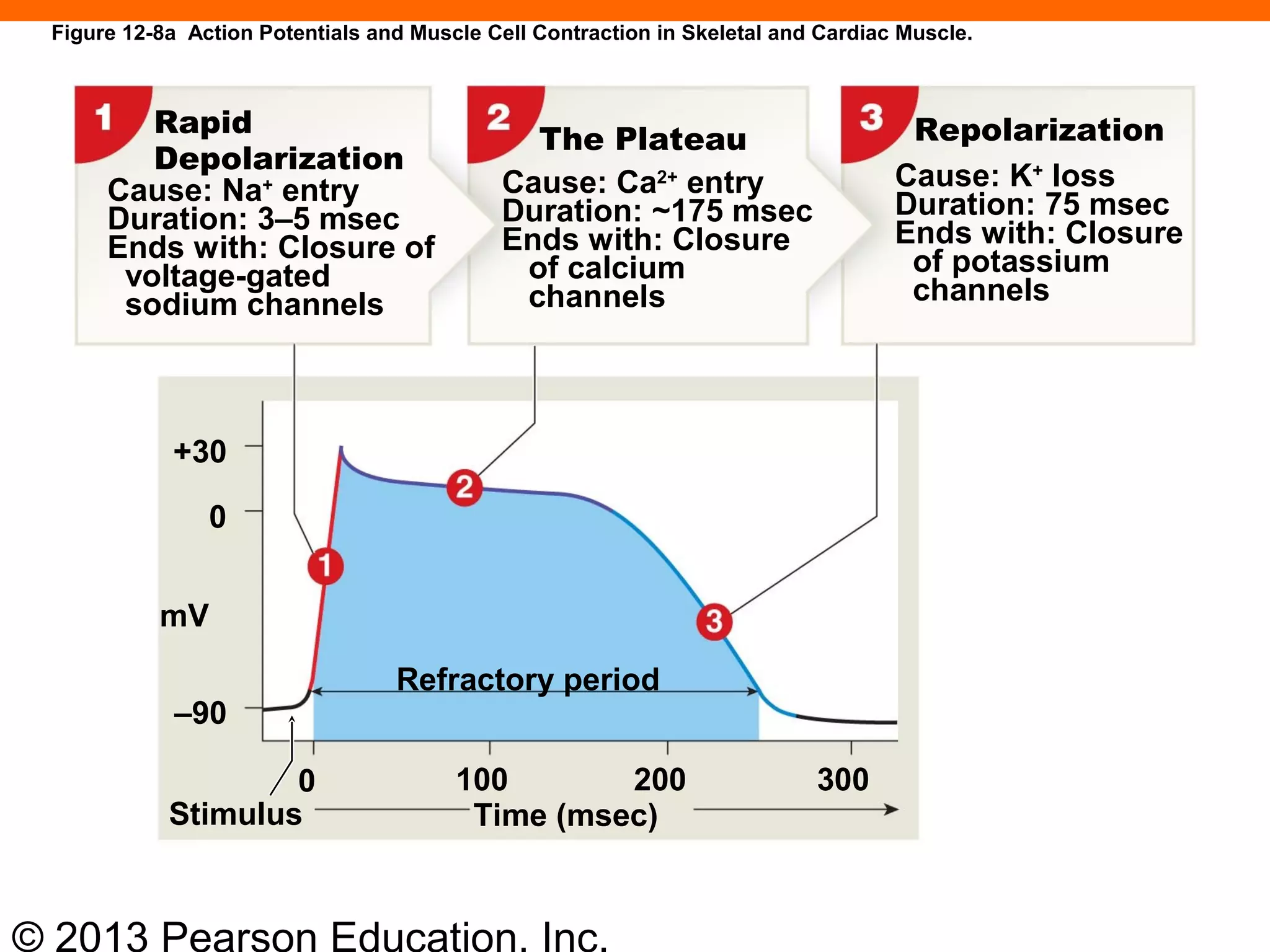 © 2013 Pearson Education, Inc.
Figure 12-8a Action Potentials and Muscle Cell Contraction in Skeletal and Cardiac Muscle.
+30
0
mV
–90
Stimulus
0 100 200 300
Time (msec)
Refractory period
Cause: Na+
entry
Duration: 3–5 msec
Ends with: Closure of
voltage-gated
sodium channels
Rapid
Depolarization
The Plateau
Cause: Ca2+
entry
Duration: ~175 msec
Ends with: Closure
of calcium
channels
Repolarization
Cause: K+
loss
Duration: 75 msec
Ends with: Closure
of potassium
channels
 
