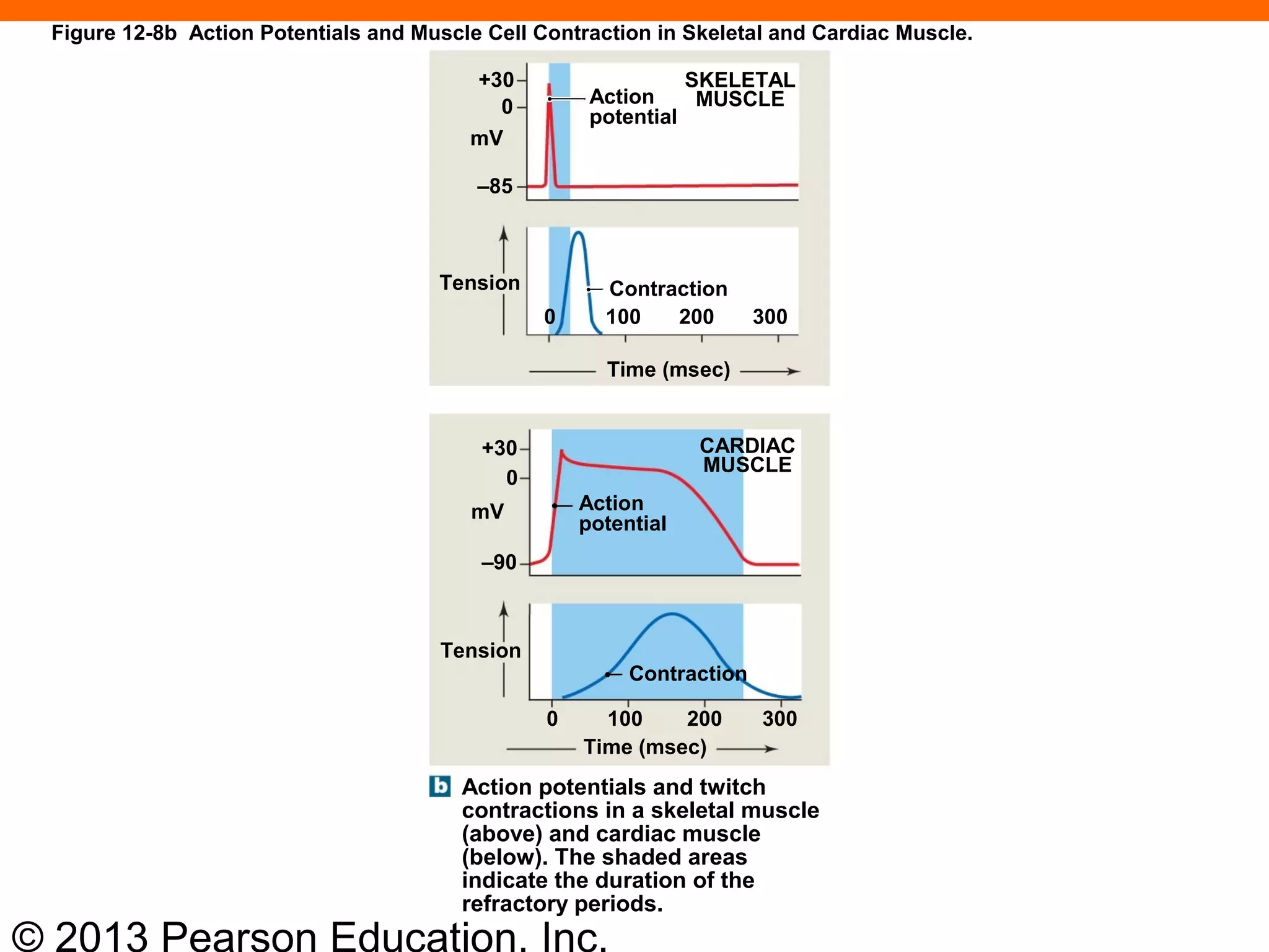 © 2013 Pearson Education, Inc.
Figure 12-8b Action Potentials and Muscle Cell Contraction in Skeletal and Cardiac Muscle.
Action potentials and twitch
contractions in a skeletal muscle
(above) and cardiac muscle
(below). The shaded areas
indicate the duration of the
refractory periods.
Time (msec)
0 100 200 300
Contraction
Tension
–90
mV Action
potential
CARDIAC
MUSCLE
0
+30
Time (msec)
Contraction
3002001000
Tension
SKELETAL
MUSCLEAction
potential
+30
0
mV
–85
 
