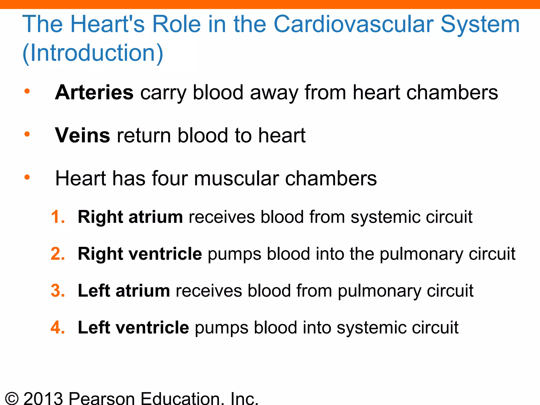 © 2013 Pearson Education, Inc.
The Heart's Role in the Cardiovascular System
(Introduction)
• Arteries carry blood away from heart chambers
• Veins return blood to heart
• Heart has four muscular chambers
1. Right atrium receives blood from systemic circuit
2. Right ventricle pumps blood into the pulmonary circuit
3. Left atrium receives blood from pulmonary circuit
4. Left ventricle pumps blood into systemic circuit
 