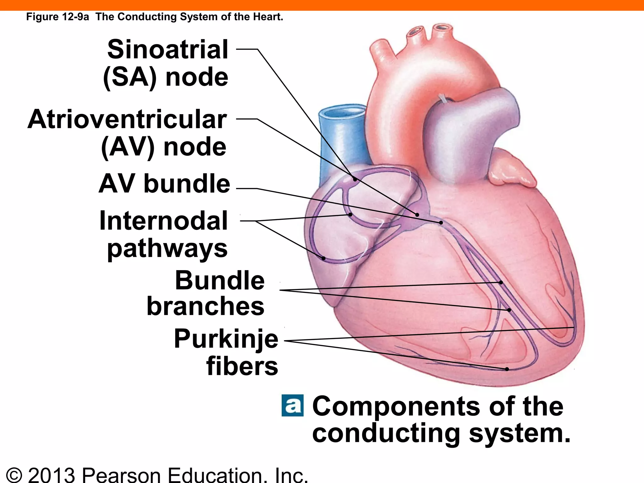 © 2013 Pearson Education, Inc.
Sinoatrial
(SA) node
Atrioventricular
(AV) node
AV bundle
Internodal
pathways
Bundle
branches
Purkinje
fibers
Components of the
conducting system.
Figure 12-9a The Conducting System of the Heart.
 