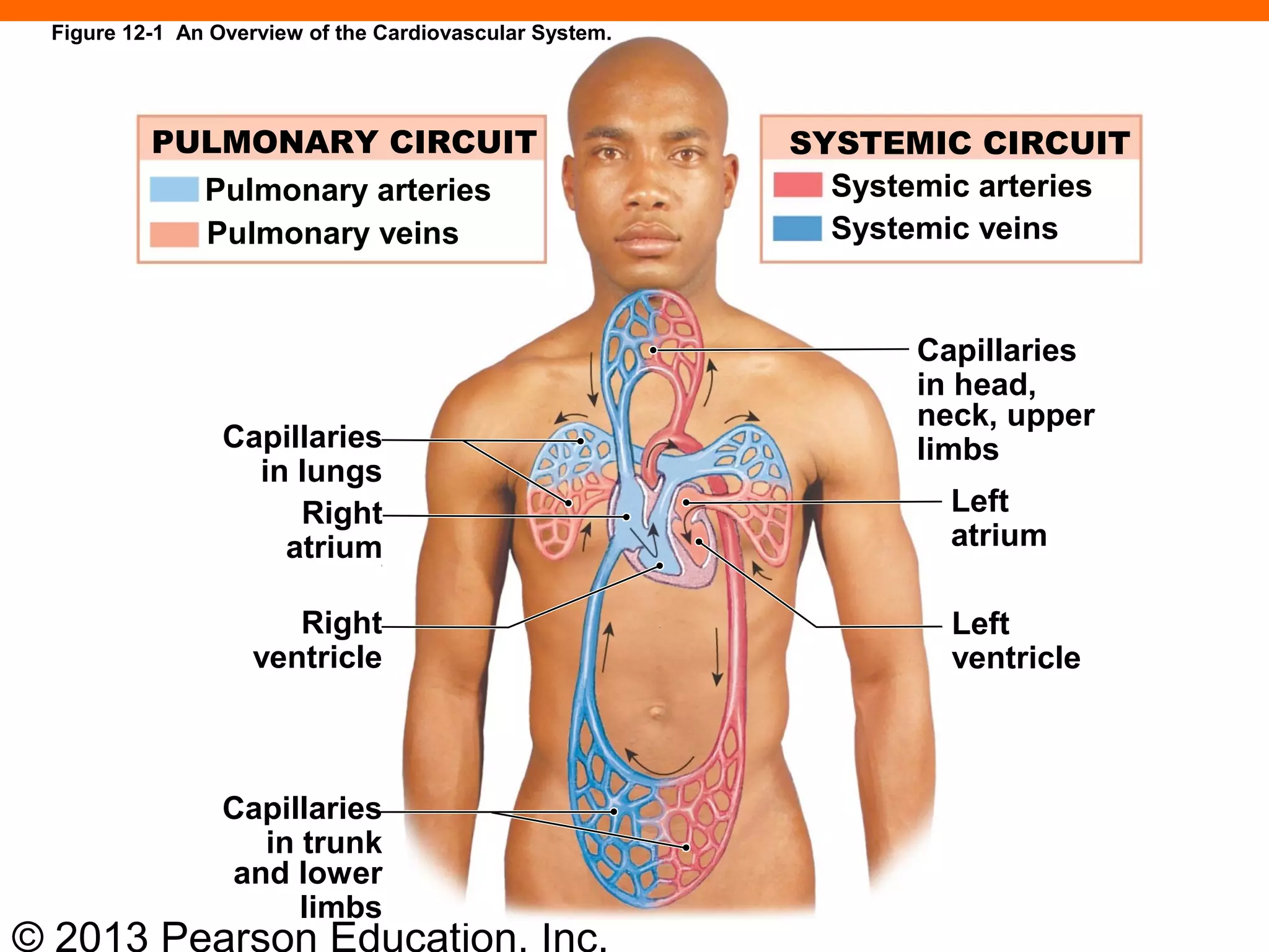 © 2013 Pearson Education, Inc.
PULMONARY CIRCUIT
Pulmonary arteries
Pulmonary veins
SYSTEMIC CIRCUIT
Systemic arteries
Systemic veins
Capillaries
in lungs
Right
atrium
Right
ventricle
Capillaries
in trunk
and lower
limbs
Capillaries
in head,
neck, upper
limbs
Left
atrium
Left
ventricle
Figure 12-1 An Overview of the Cardiovascular System.
 