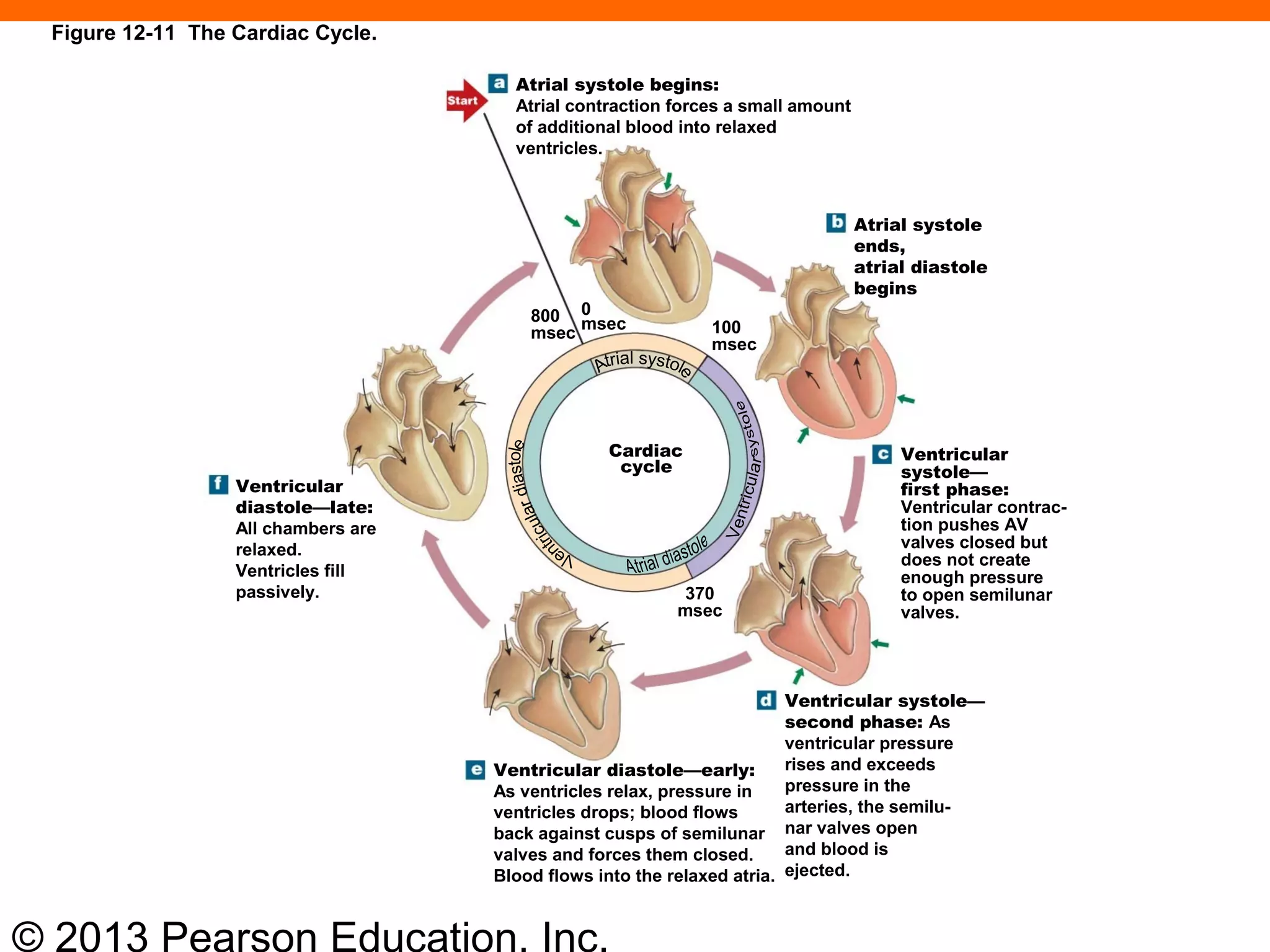 © 2013 Pearson Education, Inc.
Figure 12-11 The Cardiac Cycle.
Atrial systole begins:
Atrial contraction forces a small amount
of additional blood into relaxed
ventricles.
Atrial systole
ends,
atrial diastole
begins
0
msec800
msec
Cardiac
cycle
Ventricular
systole—
first phase:
Ventricular contrac-
tion pushes AV
valves closed but
does not create
enough pressure
to open semilunar
valves.
Ventricular systole—
second phase: As
ventricular pressure
rises and exceeds
pressure in the
arteries, the semilu-
nar valves open
and blood is
ejected.
Ventricular diastole—early:
As ventricles relax, pressure in
ventricles drops; blood flows
back against cusps of semilunar
valves and forces them closed.
Blood flows into the relaxed atria.
Ventricular
diastole—late:
All chambers are
relaxed.
Ventricles fill
passively.
100
msec
370
msec
 