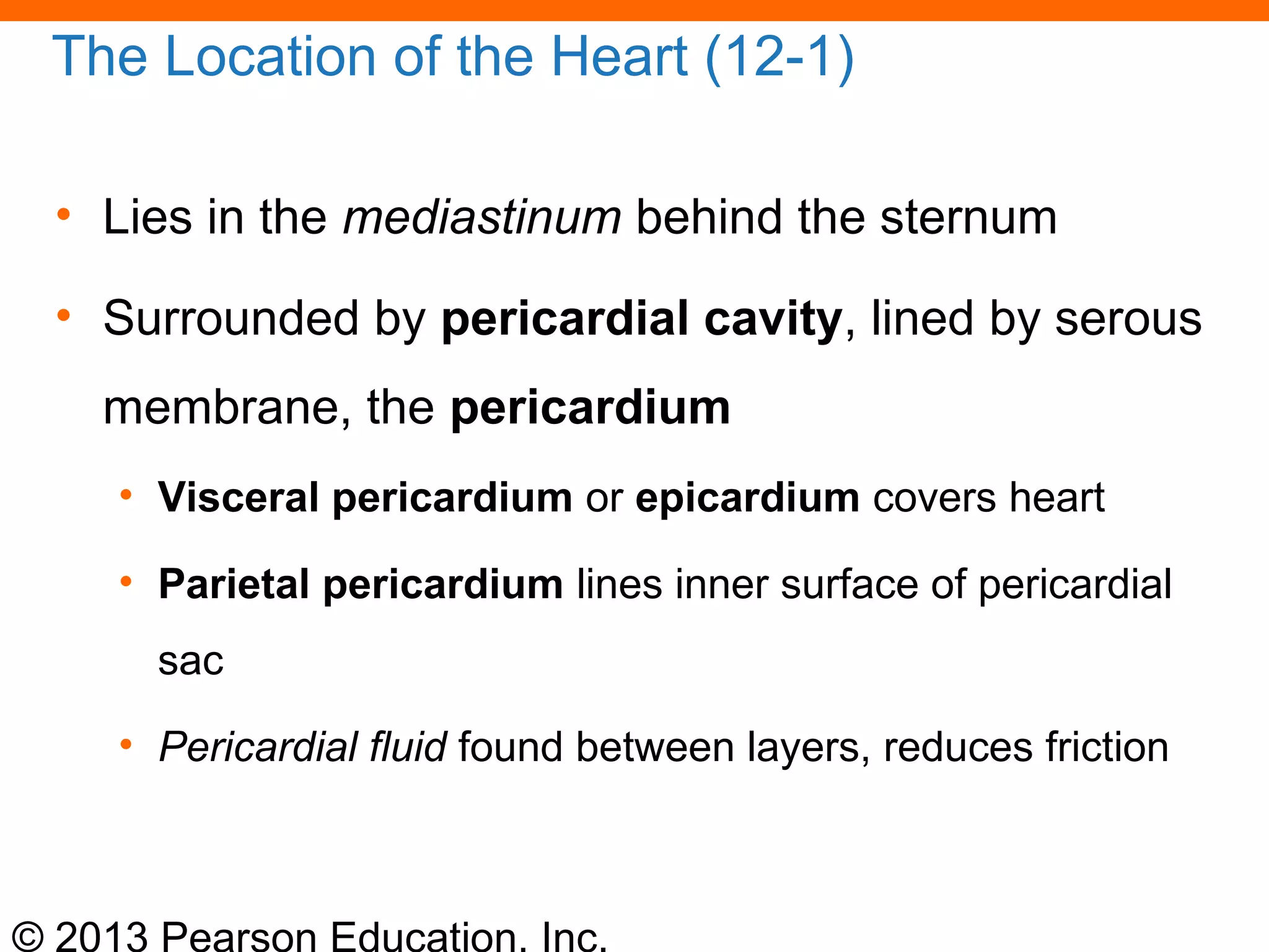 © 2013 Pearson Education, Inc.
The Location of the Heart (12-1)
• Lies in the mediastinum behind the sternum
• Surrounded by pericardial cavity, lined by serous
membrane, the pericardium
• Visceral pericardium or epicardium covers heart
• Parietal pericardium lines inner surface of pericardial
sac
• Pericardial fluid found between layers, reduces friction
 