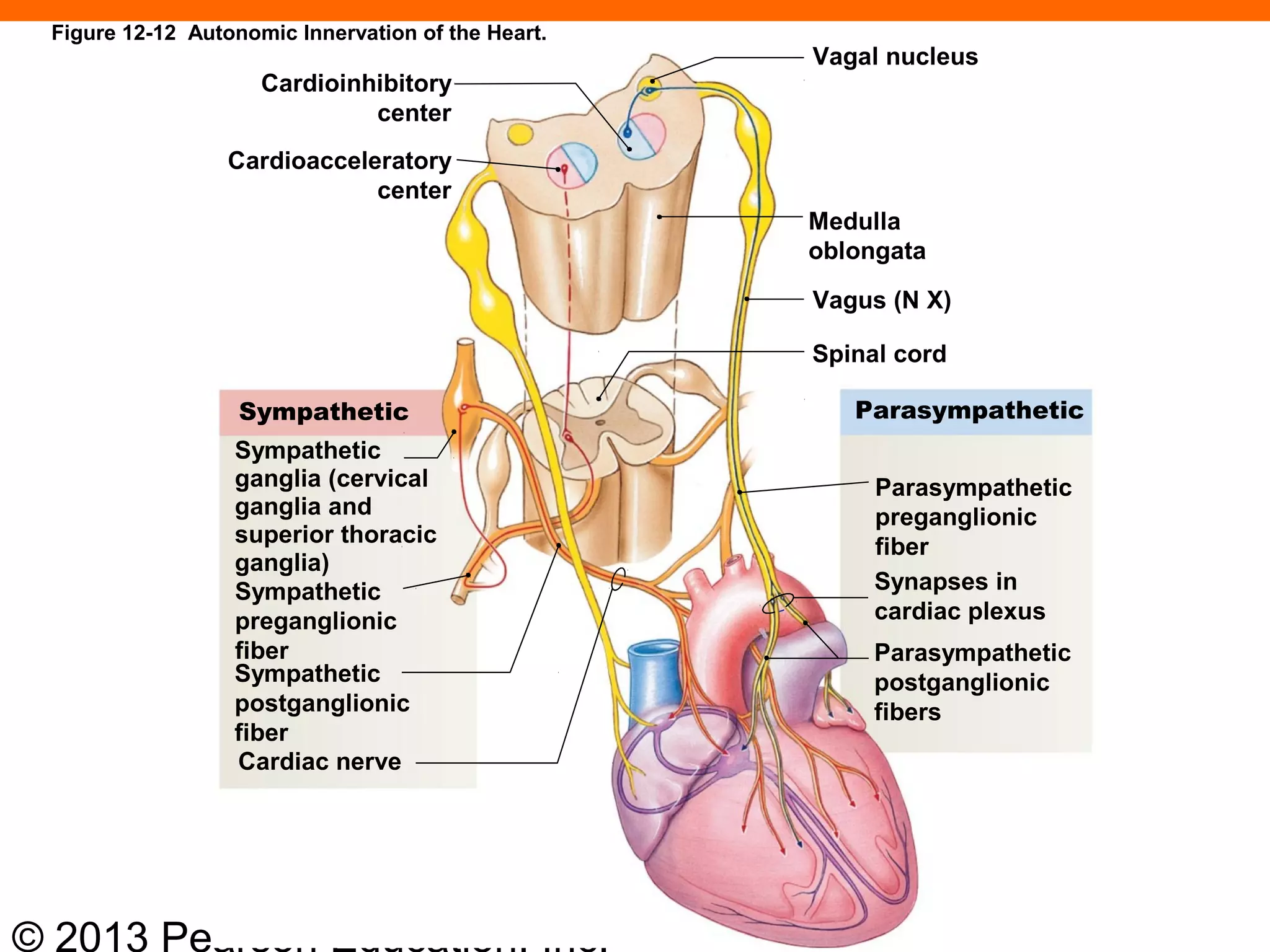 © 2013 Pearson Education, Inc.
Vagal nucleus
Medulla
oblongata
Vagus (N X)
Spinal cord
Parasympathetic
Parasympathetic
preganglionic
fiber
Synapses in
cardiac plexus
Parasympathetic
postganglionic
fibers
Sympathetic
ganglia (cervical
ganglia and
superior thoracic
ganglia)
Sympathetic
preganglionic
fiber
Sympathetic
postganglionic
fiber
Cardiac nerve
Cardioinhibitory
center
Cardioacceleratory
center
Sympathetic
Figure 12-12 Autonomic Innervation of the Heart.
 