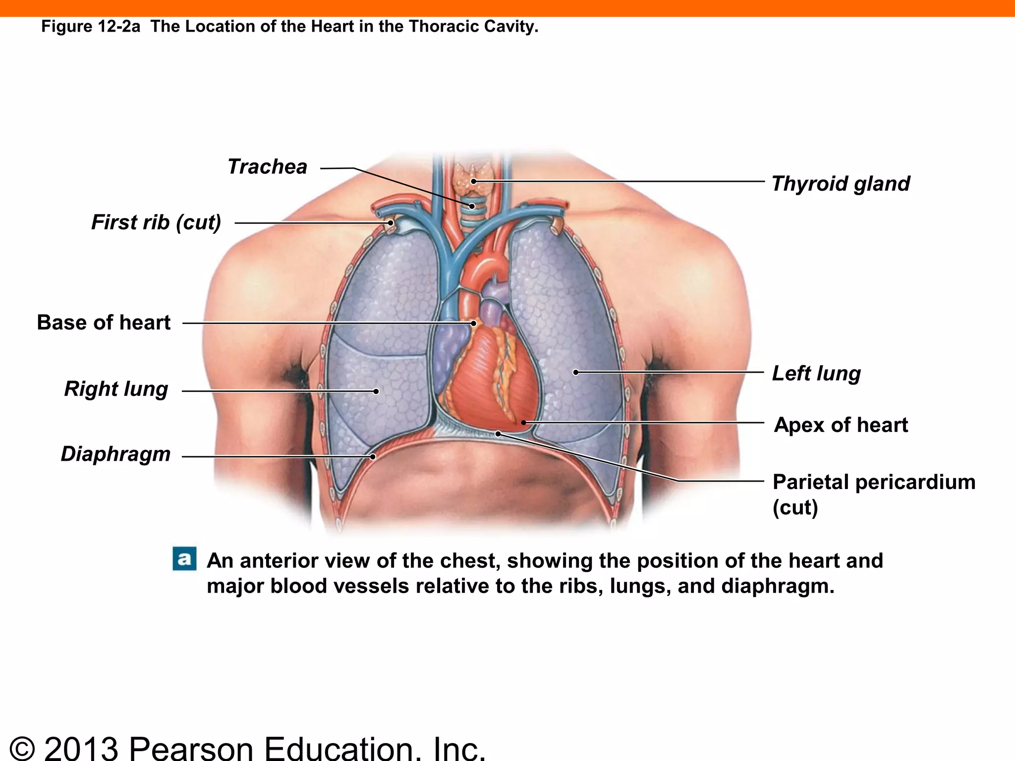 © 2013 Pearson Education, Inc.
Figure 12-2a The Location of the Heart in the Thoracic Cavity.
Thyroid gland
Trachea
First rib (cut)
Base of heart
Right lung
Diaphragm
Left lung
Apex of heart
Parietal pericardium
(cut)
An anterior view of the chest, showing the position of the heart and
major blood vessels relative to the ribs, lungs, and diaphragm.
 