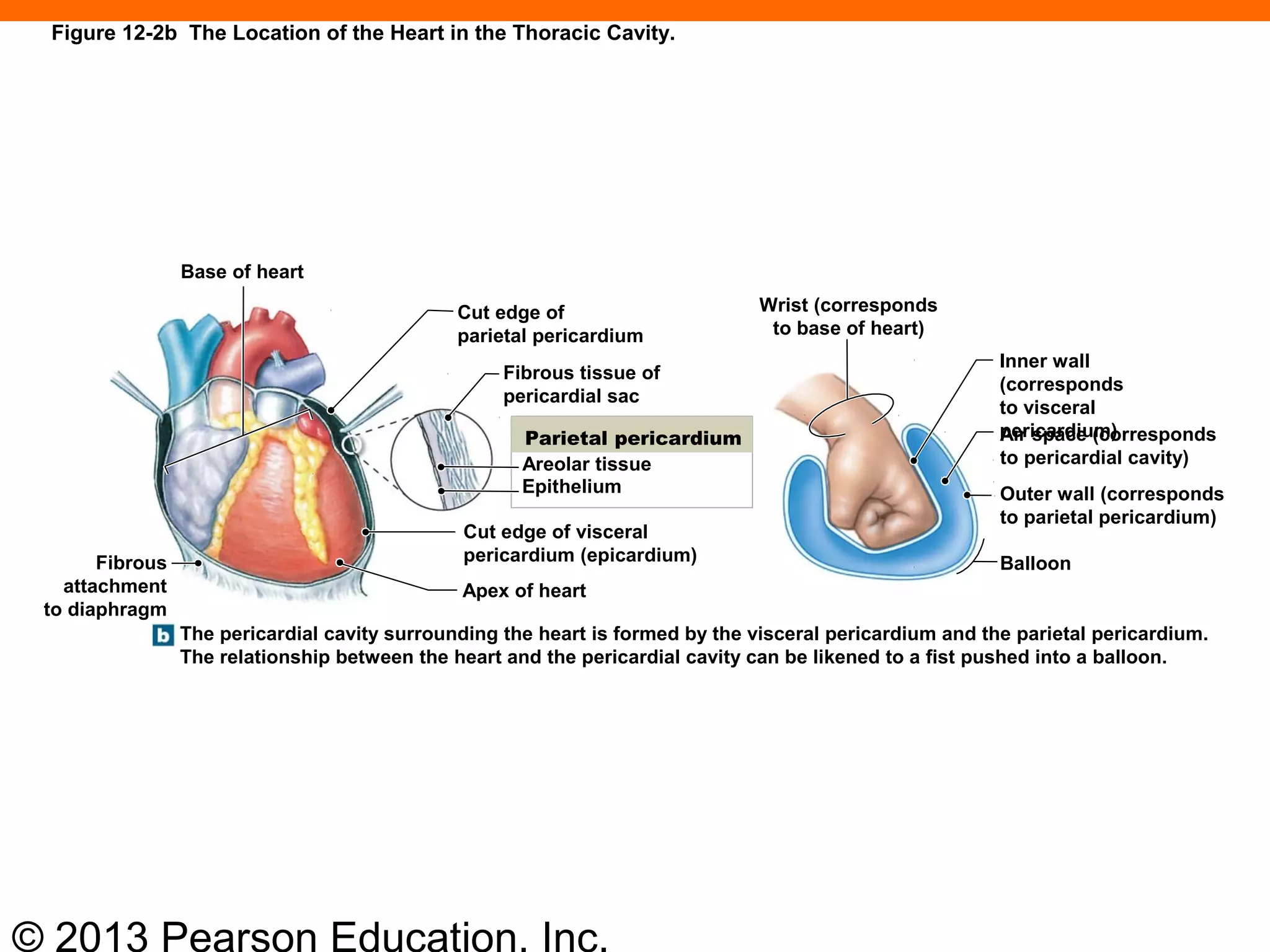 © 2013 Pearson Education, Inc.
Figure 12-2b The Location of the Heart in the Thoracic Cavity.
Fibrous
attachment
to diaphragm
Cut edge of
parietal pericardium
Fibrous tissue of
pericardial sac
Cut edge of visceral
pericardium (epicardium)
Apex of heart
Wrist (corresponds
to base of heart)
Inner wall
(corresponds
to visceral
pericardium)Air space (corresponds
to pericardial cavity)
Outer wall (corresponds
to parietal pericardium)
Balloon
Base of heart
Areolar tissue
Epithelium
Parietal pericardium
The pericardial cavity surrounding the heart is formed by the visceral pericardium and the parietal pericardium.
The relationship between the heart and the pericardial cavity can be likened to a fist pushed into a balloon.
 