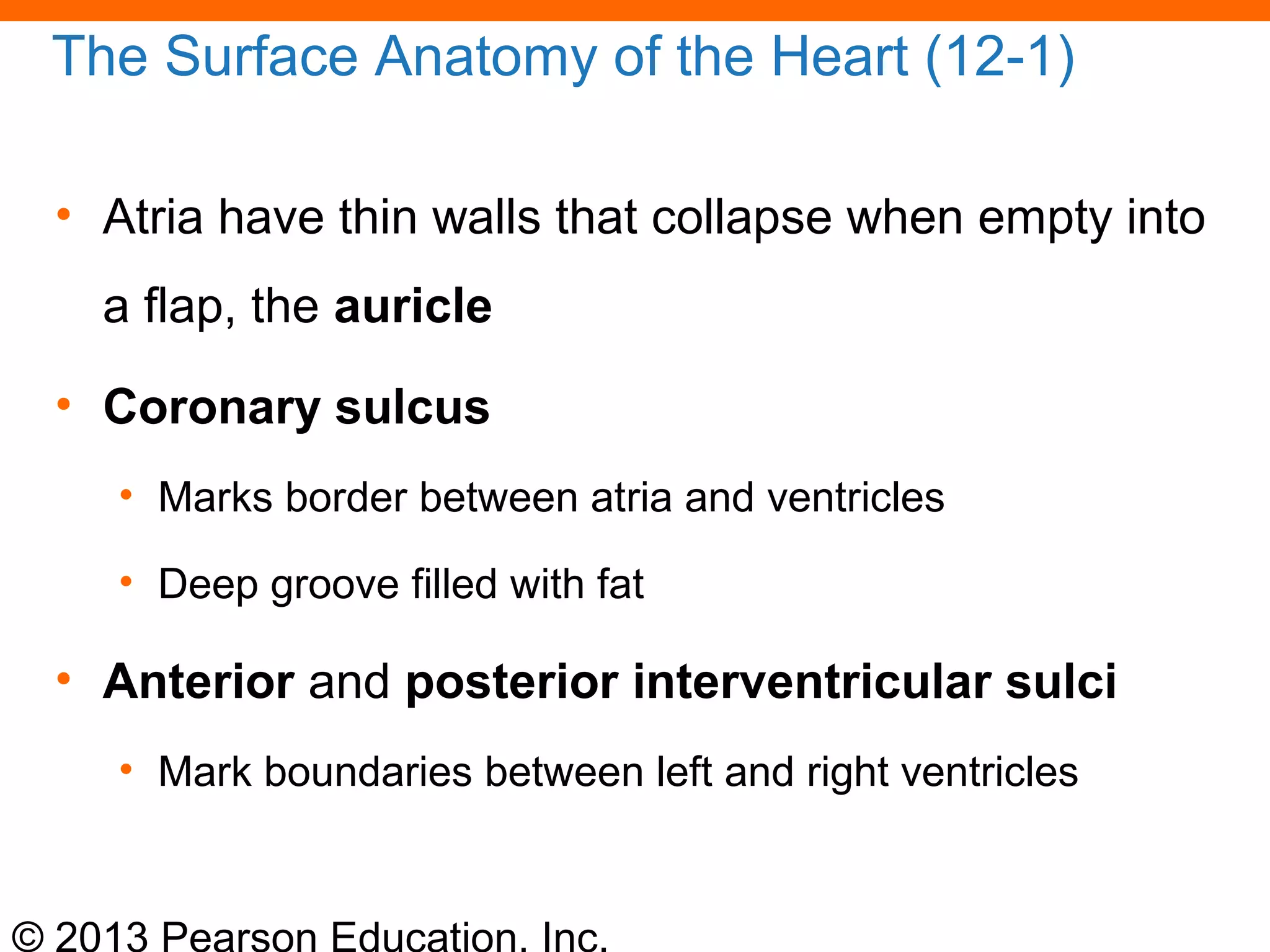 © 2013 Pearson Education, Inc.
The Surface Anatomy of the Heart (12-1)
• Atria have thin walls that collapse when empty into
a flap, the auricle
• Coronary sulcus
• Marks border between atria and ventricles
• Deep groove filled with fat
• Anterior and posterior interventricular sulci
• Mark boundaries between left and right ventricles
 