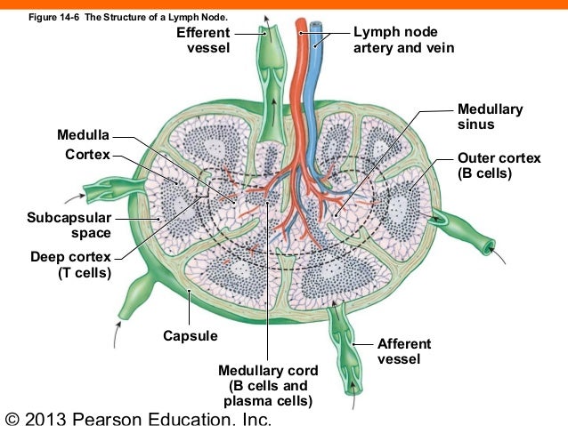 163 ch 14_lecture_presentation