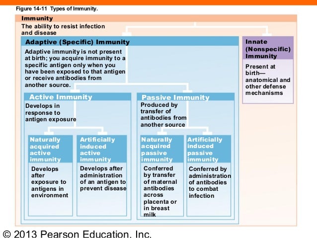 163 Ch 14lecturepresentation