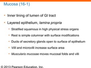 © 2013 Pearson Education, Inc.
Mucosa (16-1)
• Inner lining of lumen of GI tract
• Layered epithelium, lamina propria
• Stratified squamous in high physical stress organs
• Rest is simple columnar with surface modifications
• Ducts of secretory glands open to surface of epithelium
• Villi and microvilli increase surface area
• Muscularis mucosae moves mucosal folds and villi
 