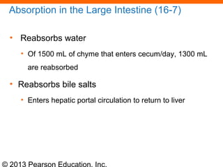 © 2013 Pearson Education, Inc.
Absorption in the Large Intestine (16-7)
• Reabsorbs water
• Of 1500 mL of chyme that enters cecum/day, 1300 mL
are reabsorbed
• Reabsorbs bile salts
• Enters hepatic portal circulation to return to liver
 