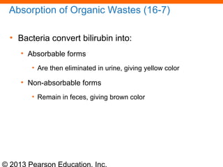 © 2013 Pearson Education, Inc.
Absorption of Organic Wastes (16-7)
• Bacteria convert bilirubin into:
• Absorbable forms
• Are then eliminated in urine, giving yellow color
• Non-absorbable forms
• Remain in feces, giving brown color
 
