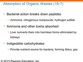 © 2013 Pearson Education, Inc.
Absorption of Organic Wastes (16-7)
• Bacterial action breaks down peptides
• Ammonia, nitrogenous compounds, hydrogen sulfide
• Ammonia and other toxins absorbed
• Liver converts them into harmless forms eliminated by
kidneys
• Indigestible carbohydrates
• Provide nutrient source for bacteria, forming flatus, gas
 