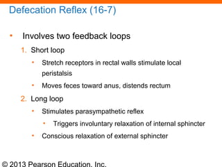 © 2013 Pearson Education, Inc.
Defecation Reflex (16-7)
• Involves two feedback loops
1. Short loop
• Stretch receptors in rectal walls stimulate local
peristalsis
• Moves feces toward anus, distends rectum
2. Long loop
• Stimulates parasympathetic reflex
• Triggers involuntary relaxation of internal sphincter
• Conscious relaxation of external sphincter
 