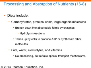 © 2013 Pearson Education, Inc.
Processing and Absorption of Nutrients (16-8)
• Diets include:
• Carbohydrates, proteins, lipids, large organic molecules
• Broken down into absorbable forms by enzymes
• Hydrolysis reactions
• Taken up by cells to produce ATP or synthesize other
molecules
• Fats, water, electrolytes, and vitamins
• No processing, but require special transport mechanisms
 