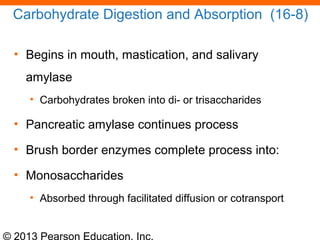 © 2013 Pearson Education, Inc.
Carbohydrate Digestion and Absorption (16-8)
• Begins in mouth, mastication, and salivary
amylase
• Carbohydrates broken into di- or trisaccharides
• Pancreatic amylase continues process
• Brush border enzymes complete process into:
• Monosaccharides
• Absorbed through facilitated diffusion or cotransport
 