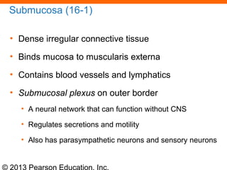 © 2013 Pearson Education, Inc.
Submucosa (16-1)
• Dense irregular connective tissue
• Binds mucosa to muscularis externa
• Contains blood vessels and lymphatics
• Submucosal plexus on outer border
• A neural network that can function without CNS
• Regulates secretions and motility
• Also has parasympathetic neurons and sensory neurons
 
