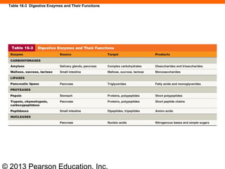 © 2013 Pearson Education, Inc.
Table 16-3 Digestive Enzymes and Their Functions
 