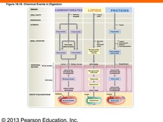 © 2013 Pearson Education, Inc.
Figure 16-18 Chemical Events in Digestion
LIPIDS
Lingual
lipase
Bile salts
and
pancreatic
lipase
Monoglycerides,
Fatty acids in
micelles
DIFFUSION
Monoglycerides,
Fatty acids
Triglycerides
Chylomicrons
EXOCYTOSIS
Lacteal
Chylomicrons
REGION
ORAL CAVITY
ESOPHAGUS
STOMACH
SMALL INTESTINE
INTESTINAL
MUCOSA
Brush border
Cell body
CARBOHYDRATES
Salivary
amylase
Disaccharides Trisaccharides
Pancreatic
alpha-amylase
Disaccharides Trisaccharides
Lactase Maltase, Sucrase
FACILITATED
DIFFUSION AND
COTRANSPORT
Monosaccharides
FACILITATED
DIFFUSION
Capillary
Monosaccharides
ROUTE TO BLOODSTREAM
PROTEINS
Pepsin
Polypeptides
Trypsin
Chymotrypsin
Elastase
Carboxypeptidase
Short peptides,
Amino acids
FACILITATED
DIFFUSION AND
COTRANSPORT
Dipeptidases
Amino acids
FACILITATED
DIFFUSION AND
COTRANSPORT
Capillary
Amino acids
 