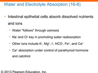 © 2013 Pearson Education, Inc.
Water and Electrolyte Absorption (16-8)
• Intestinal epithelial cells absorb dissolved nutrients
and ions
• Water "follows" through osmosis
• Na+
and Cl–
key in promoting water reabsorption
• Other ions include K+
, Mg2+
, I+
, HCO–
, Fe2+
, and Ca2+
• Ca2+
absorption under control of parathyroid hormone
and calcitriol
 